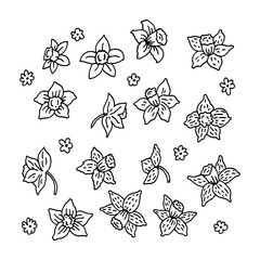 Sketch coloring book set of flowers daffodils.