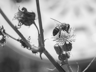 Bees Bees Bees