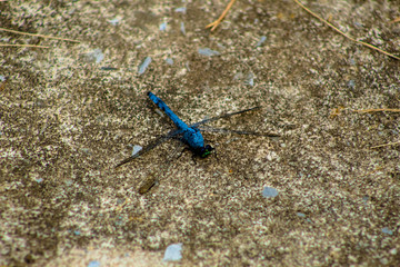 Dragonfly