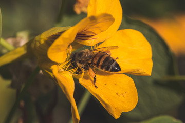 Bees Bees Bees