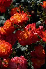 Orange Flower of Rose 'Fruite' in Full Bloom
