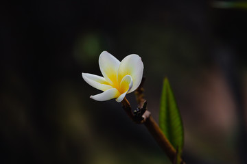 White flowers of Temple tree. Plumeria flowering on blurred green background. Tropical gardens.