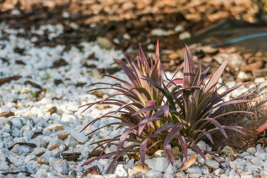 plant cabbage palm red star cordyline australis on gravel garden