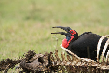 The Southern Ground Hornbill is the largest species of hornbill