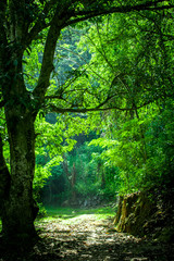 green forest in the morning