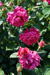Pink Flower of Rose 'Glamorous Ruffle' in Full Bloom
