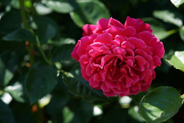 Obraz premium Pink Flower of Rose 'Glamorous Ruffle' in Full Bloom 