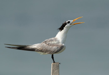 Terns are seabirds in the family Sternidae