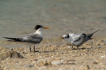Fototapeta premium Terns are seabirds in the family Sternidae