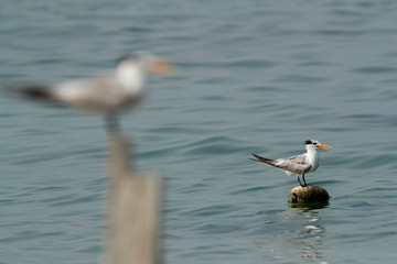 Terns are seabirds in the family Sternidae