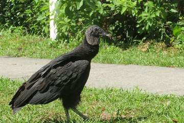 Black american vulture in Florida nature, closeup