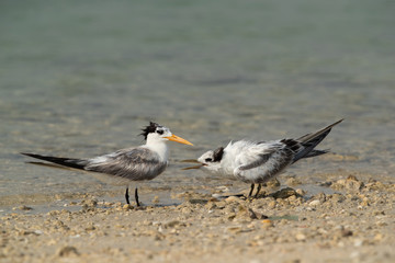 Terns are seabirds in the family Sternidae