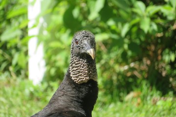 Black american vulture in Florida nature, closeup