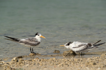 Fototapeta premium Terns are seabirds in the family Sternidae