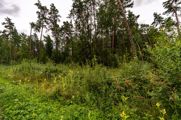 Fototapeta na wymiar Nature reserve Wilhelmsdorf Pfrunger Ried in Upper Swabia