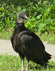 Black american vulture in Florida wild, closeup