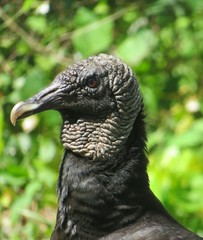 Black american vulture, closeup