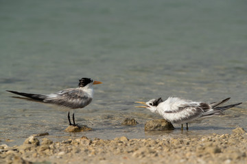 Terns are seabirds in the family Sternidae