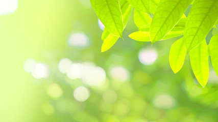 Fototapeta na wymiar Green leaf in sunny blurred background 