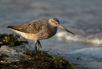 The bar-tailed godwit is a large wader in the family Scolopacidae