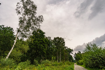 Fototapeta premium Nature reserve Wilhelmsdorf Pfrunger Ried in Upper Swabia
