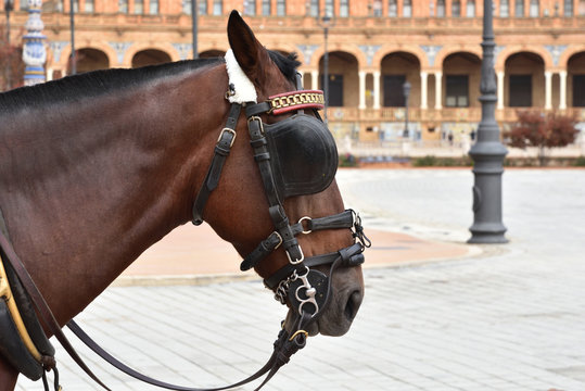 A horse in Plaza de Espana in Seville, Spain