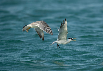 Terns are seabirds in the family Sternidae