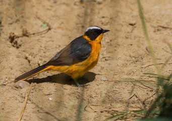 This image shows a wild snowy-crowned robin-chat (Cossypha niveicapilla) bird walking along the...