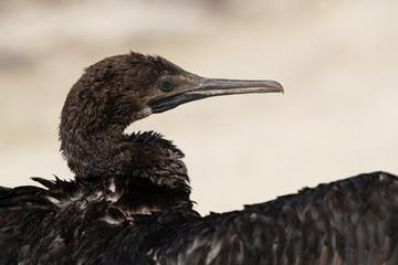 The Socotra cormorant  is also called as Socotran cormorant or Socotra shag