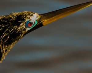 Heron in colors