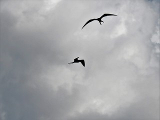 frigit birds in the sky