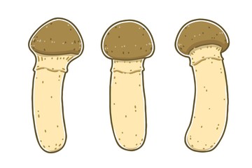 Matsutake. This is the common name for a highly sought mycorrhizal mushroom that grows in Asia, Europe, and North America. Colored vector illustrations set.