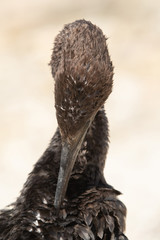 The Socotra cormorant  is also called as Socotran cormorant or Socotra shag
