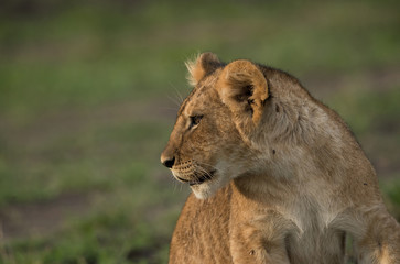 Fototapeta na wymiar The lion is one of the four big cats and belongs to genus Panthera
