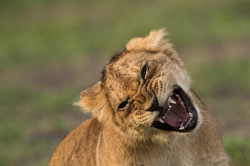 The lion is one of the four big cats and belongs to genus Panthera