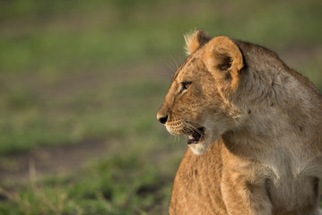 The lion is one of the four big cats and belongs to genus Panthera