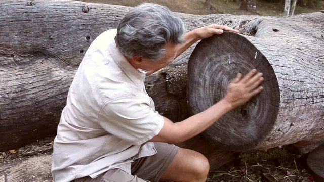 Biologist inspecting the rings on a tree that was cut down at a local park in Brasilia, Brazil