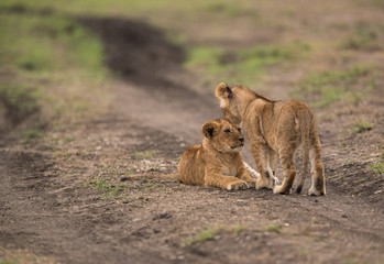 The lion is one of the four big cats and belongs to genus Panthera