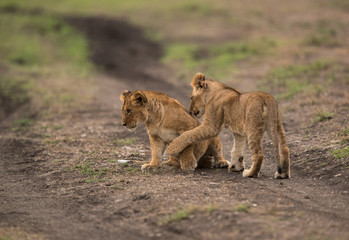 The lion is one of the four big cats and belongs to genus Panthera
