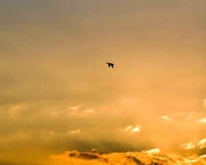 Night sky with clouds and birds at sunset