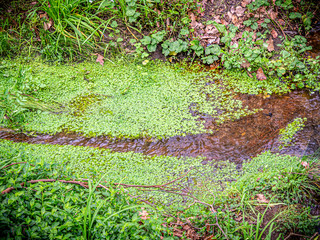 Water Cress