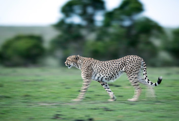 Cheetah is a big cat also know as the hunting leopard - obrazy, fototapety, plakaty