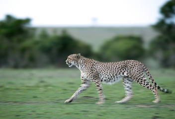 Cheetah is a big cat also know as the hunting leopard