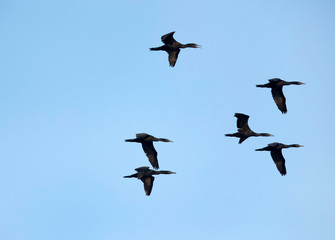 The Socotra cormorant  is also called as Socotran cormorant or Socotra shag