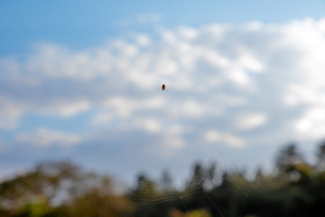 teia de aranha