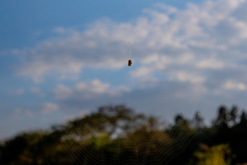 Fototapeta na wymiar teia de aranha