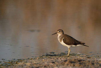 Common sandpiper is a small shorebird