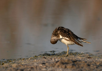 Common sandpiper is a small shorebird
