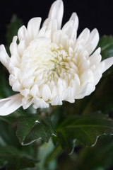 chrysanthemum flower macro