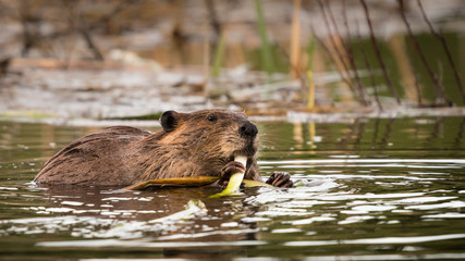 North American Beaver (Castor canadensis) swimming in a wetland lake and eating grass shoots. Hands holding food and feeding on vegetation in a pond marsh habitat wildlife background © Jordan Feeg